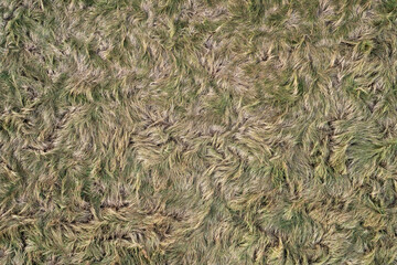 Grass, fur texture. Aerial view of empty grass field with copy space