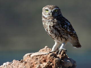 mochuelo europeo. Posado en su atalaya de roca caliza, al atardecer, desde donde localiza a sus pequeñas presas.