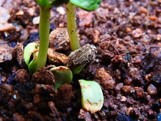 newly grown green leaves of tiny bitter gourd plant