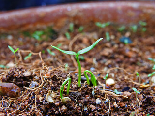new green leaves of tiny chilli plant