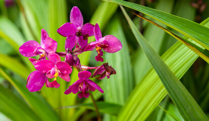 Tropical purple orchids in garden