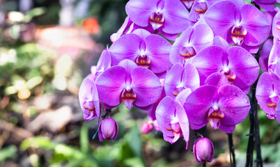 Fototapeta na wymiar purple phalaenopsis orchid flowers in garden