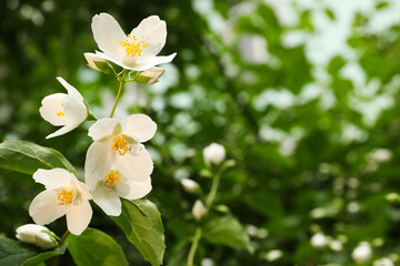 View of beautiful jasmine flowers outdoors. Space for text