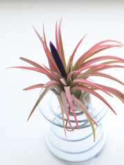 Tillandsia air plant initial blossom. Booming process