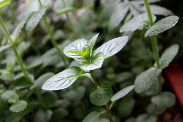 spearmint scapes in botanic garden close up