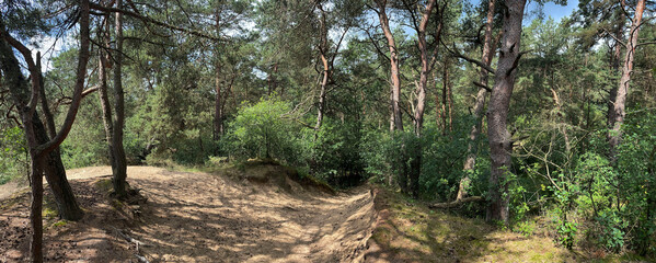 MTB trail through the forest around Diever