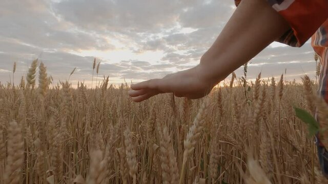 Farmer walking through wheat field touching with his hand golden ears of grain on background of sunset sky. Concept for successful farming and good harvest.