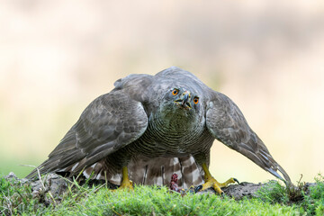 Adult of Northern Goshawk (Accipiter gentilis) on a branch with a prey in the forest of Noord...