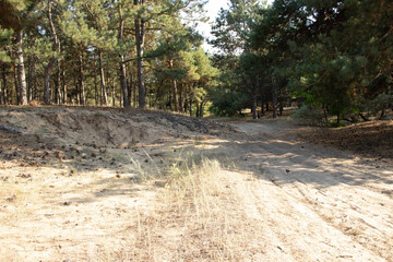 beautiful landscape of summer forest