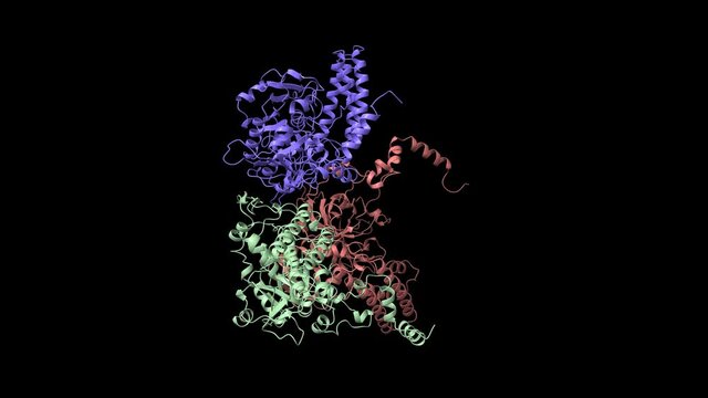 Structure of human bleomycin hydrolase, animated 3D Gaussian surface model in two purpendicular projections, chain ID color scheme, based on PDB 1cb5, black background