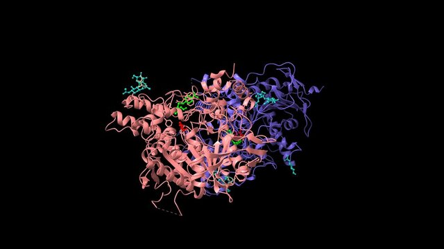 Structure of human acetylcholinesterase in complex with poison ELT(red) and antidote HI-6 (green), animated 3D cartoon model, chain instance color scheme, based on PDB 6wuy, black background