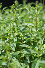 Fototapeta na wymiar Peppermint, Mentha × piperita, also known as Mentha balsamea Wild is a hybrid mint, a cross between watermint and spearmint. 