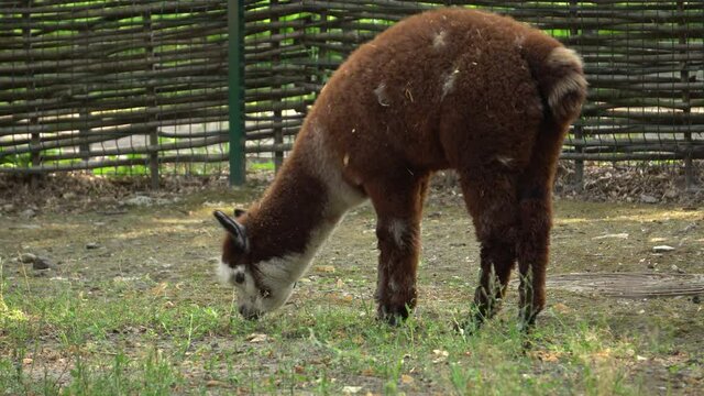 cute funny alpaca feeding outdoors