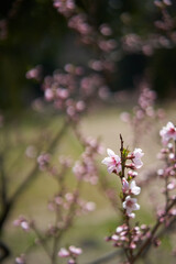 Close-up of beautifully blooming peach blossom       