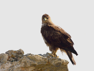 Aguila perdicera. Aquila fasciata. Hembra descansando en su atalaya, con las últimas luces del dia.