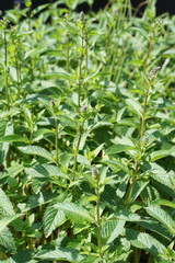 Peppermint, Mentha × piperita, also known as Mentha balsamea Wild is a hybrid mint, a cross between watermint and spearmint.    