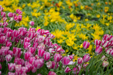 field of pink and yellow tulips