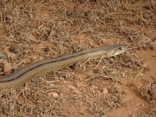 Large Ladder Snake in Spain