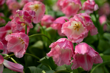 pink terry tulips with white veins close-up