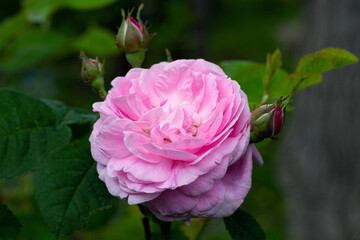 pink rose surrounded by buds on a blurred background