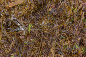 Fondo de algas marinas.