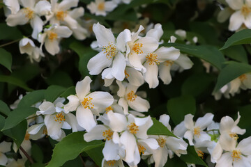 Closeup view of beautiful blooming white jasmine shrub outdoors