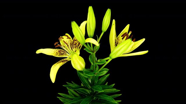 Time lapse of beautiful yellow lily flowers on a black background. A beautiful red lily flower is blooming.
