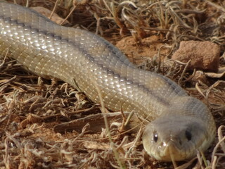 Large Ladder Snake in Spain