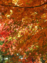 流れ落ちる輝き