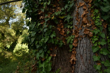 Tree and its leaves in spring