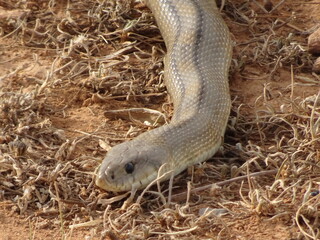 Large Ladder Snake in Spain