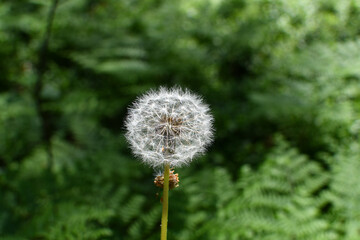 dandelion blowball on green grass background