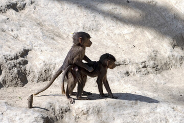 The young Hamadryas Baboon, Papio hamadryas, practice mating.