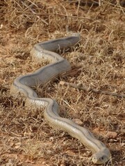 Large Ladder Snake in Spain