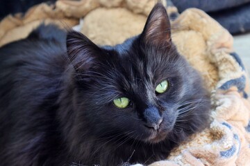 The black female Maine Coon, the largest representative of domestic cats, is Canada's national breed.