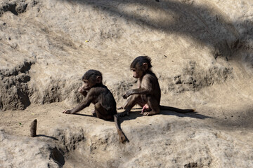 he Hamadryas Baboon, Papio hamadryas, are part of life. Sometimes an erection occurs.