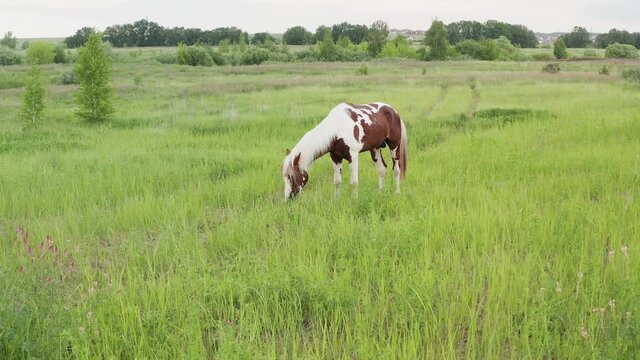 A beautiful brown and white horse sits on a summer meadow during the rain. Side view of a beautiful brown white horse.