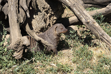 Banded mongoose, Mungos mungo, looking for food in the grass