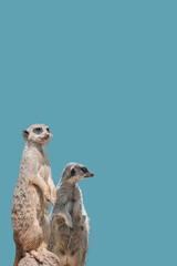 Cover page with a couple of playful and curious suricates (meerkat) standing tall at watch, closeup, details. Solid background with copy space. Concept curiosity, attention, involvement.