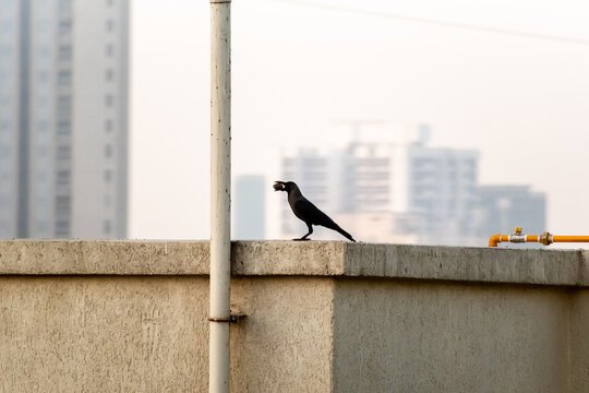 A crow eating food perched on top of a rooftop terrace of a high rise skyscraper. - Powered by Adobe