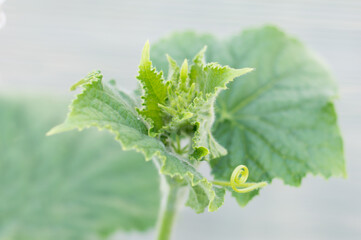 Green leaves on a cucumber plant. Close-up ovary on a blurred background