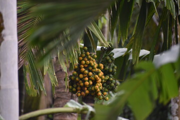 Some unknown fruit on a tree, showing its existence