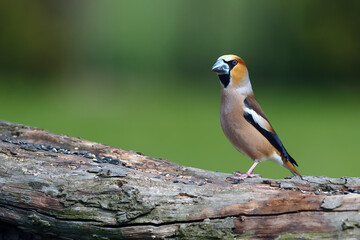 The hawfinch (Coccothraustes coccothraustes) sitting on the branch.Portrait of a very colorful European songbird with a green background.