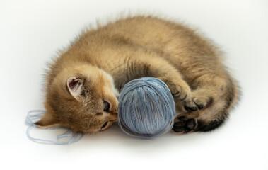 Obraz premium A British golden ticked kitten plays with a ball of blue threads on a white background