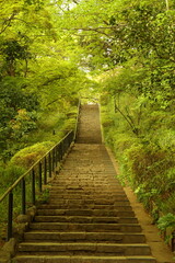 Obraz premium 新緑と階段