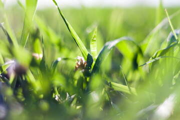 Abstract summer grass with bokeh