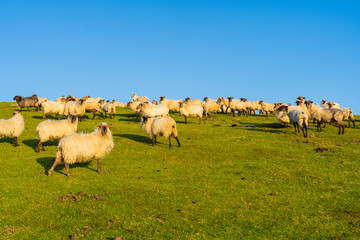 Obraz premium Ovejas pastando en las praderas del País Vasco (Navarra, España).