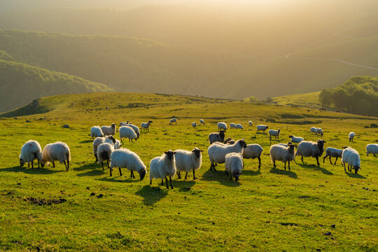 Ovejas pastando en las praderas del Pa&iacute;s Vasco (Navarra, Espa&ntilde;a).