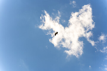 High in the blue sky against the background of white clouds, a heron flies with a branch in its beak