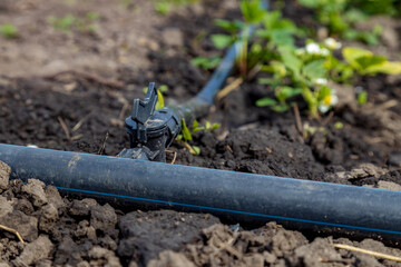 Closeup on a drip irrigation system in an agricultural training centre